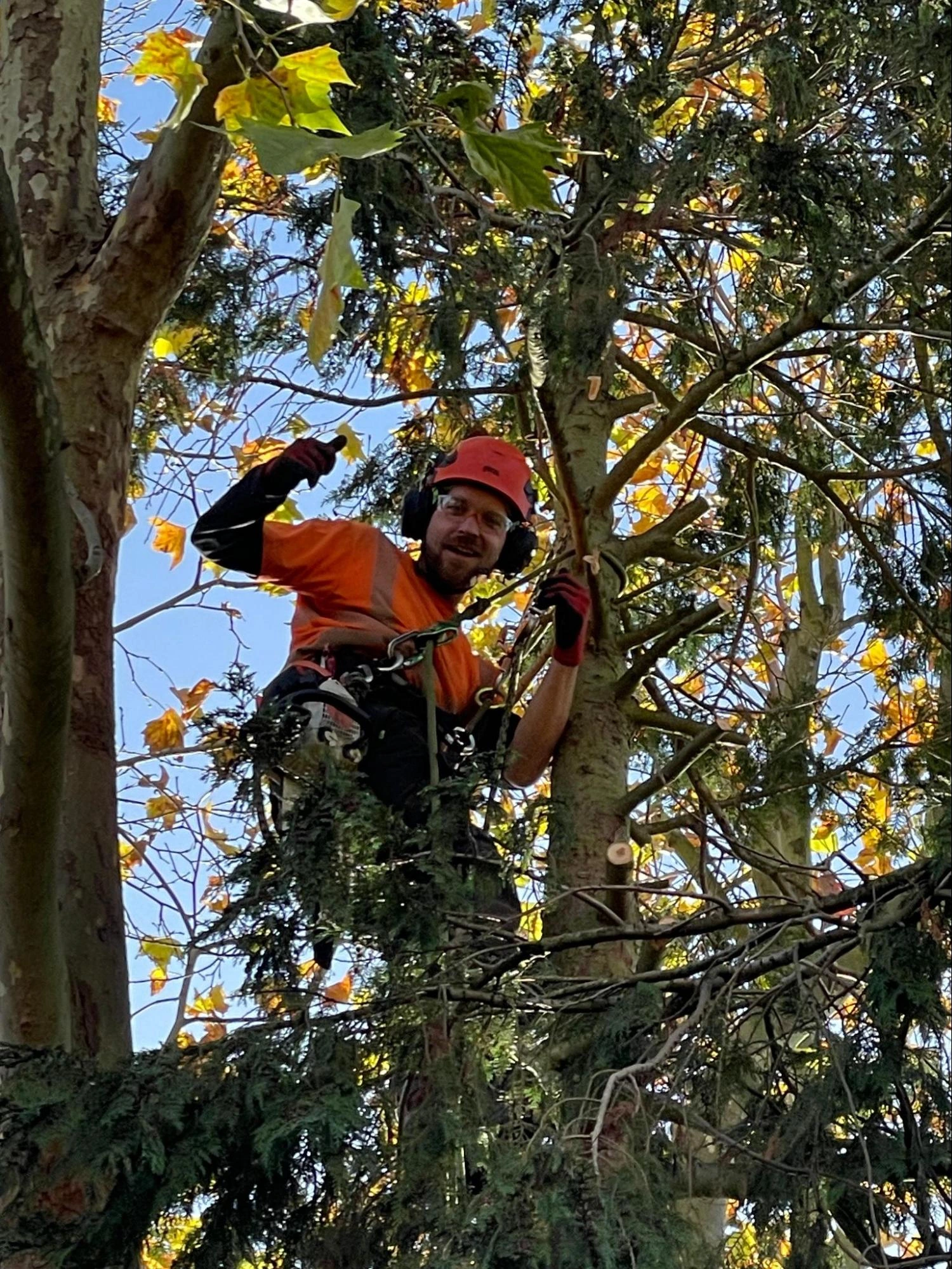 Chingford Tree Care Experts